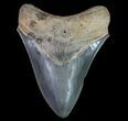 Serrated, Fossil Megalodon Tooth #64557-1